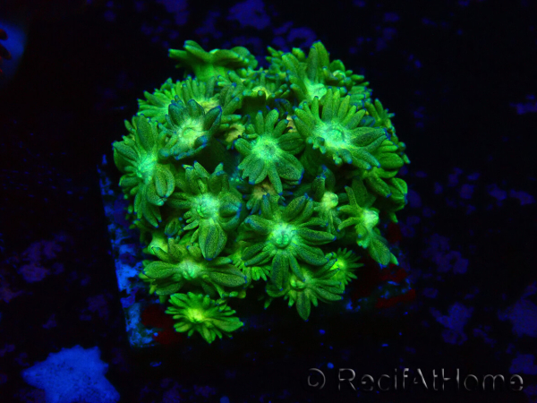 WYSIWYG Goniopora 9G2