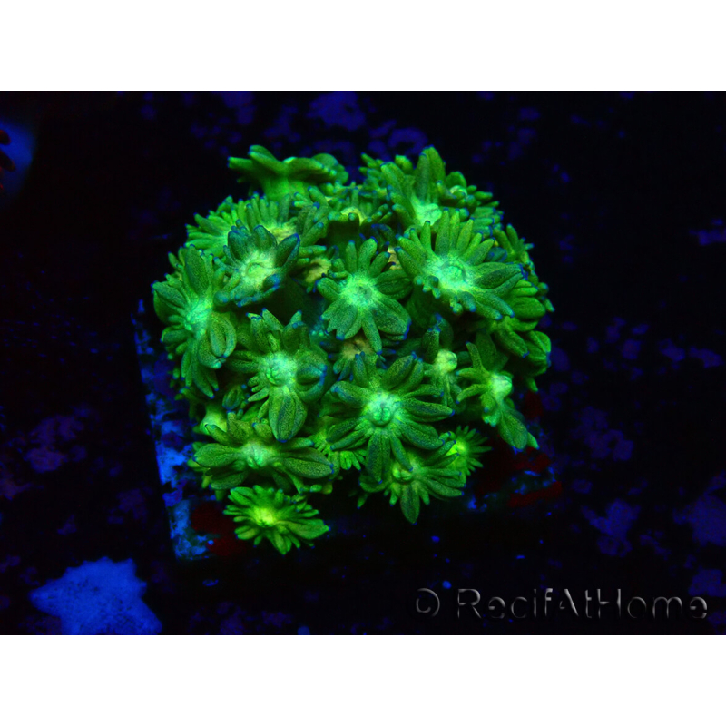 WYSIWYG Goniopora 9G2