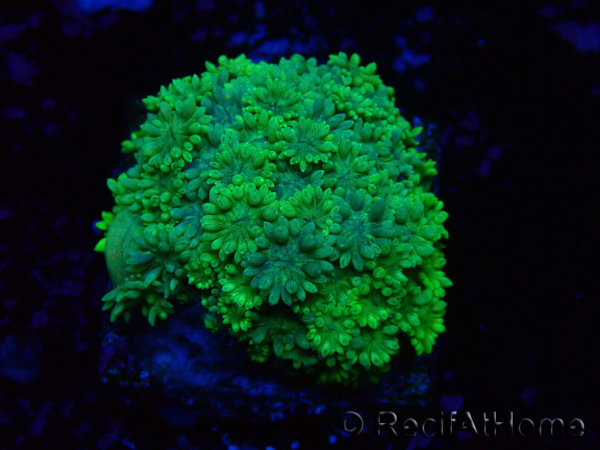 WYSIWYG Goniopora