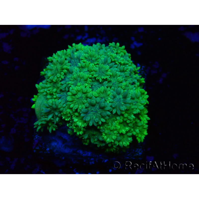 WYSIWYG Goniopora