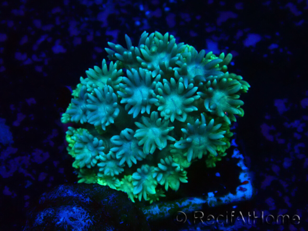 WYSIWYG Goniopora