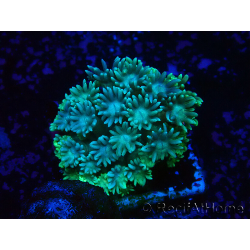 WYSIWYG Goniopora 9G4