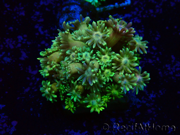 WYSIWYG Goniopora