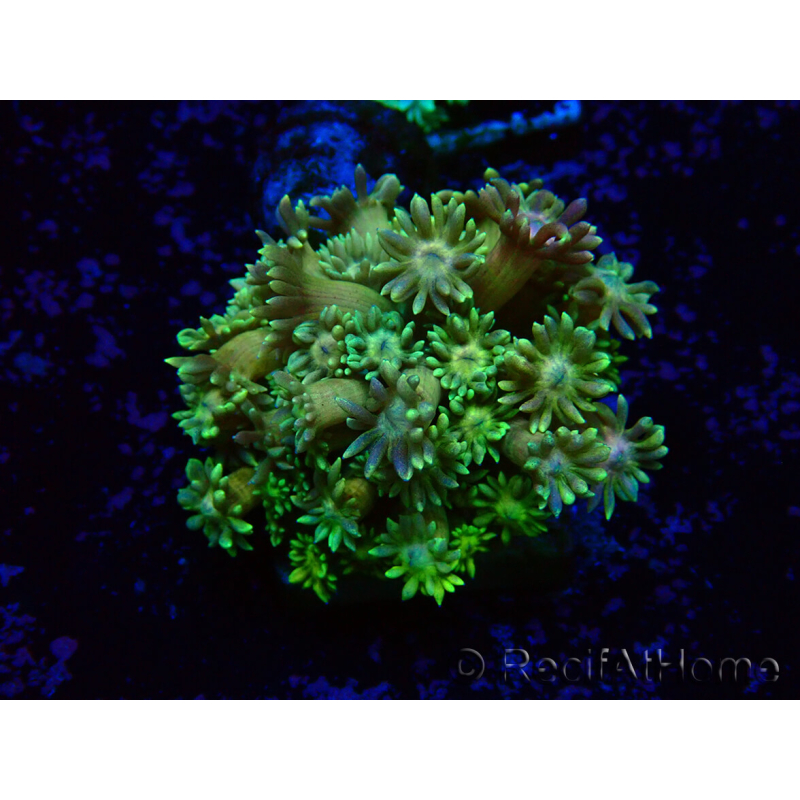 WYSIWYG Goniopora 9G5