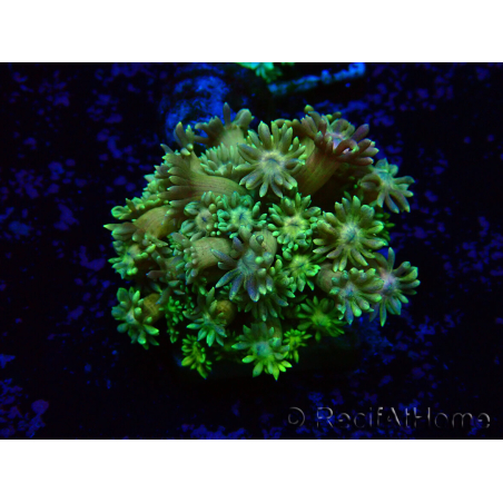WYSIWYG Goniopora 9G5