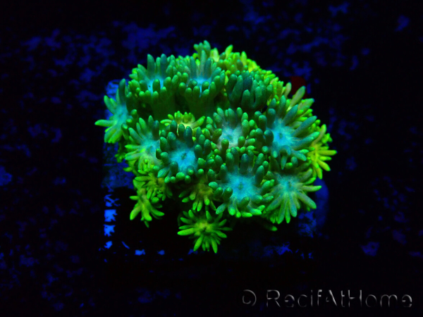 WYSIWYG Goniopora