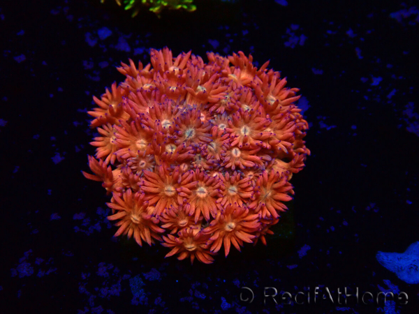 WYSIWYG Goniopora