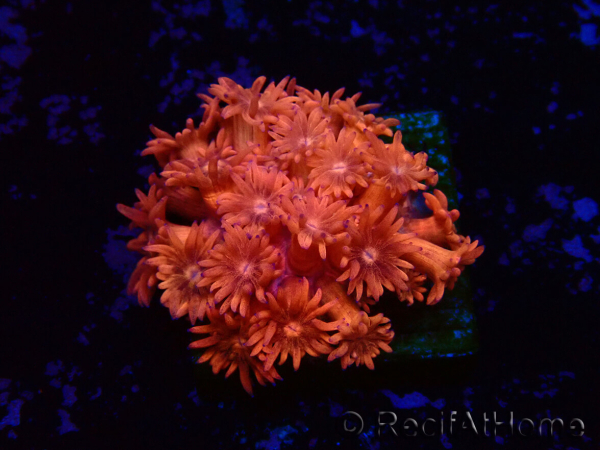 WYSIWYG Goniopora