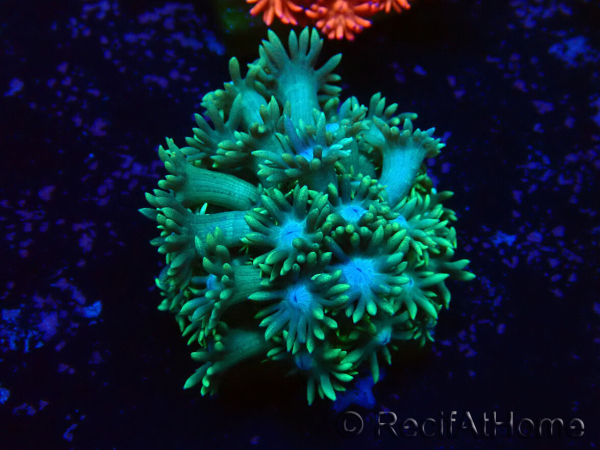 WYSIWYG Goniopora