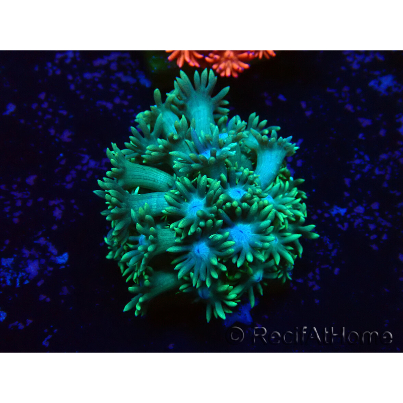WYSIWYG Goniopora
