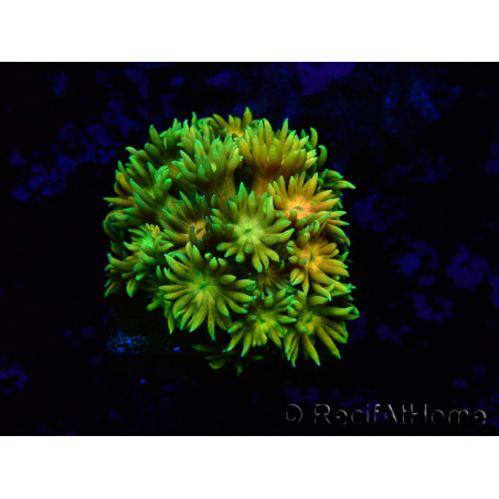 WYSIWYG Goniopora 9I1