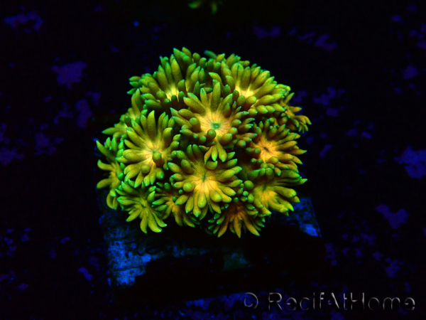 WYSIWYG Goniopora