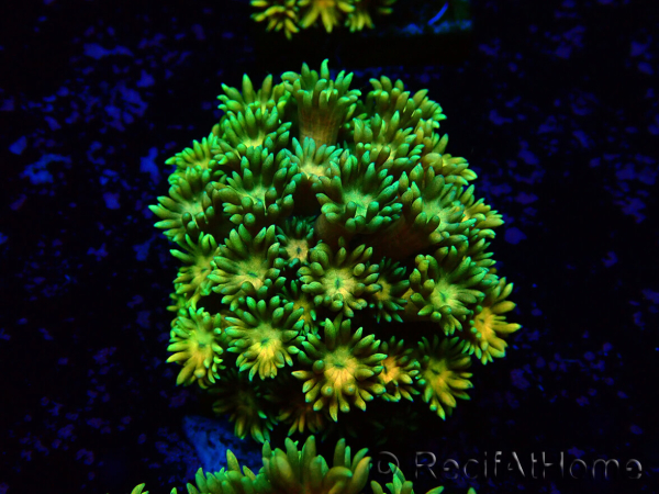 WYSIWYG Goniopora