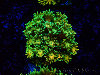 WYSIWYG Goniopora
