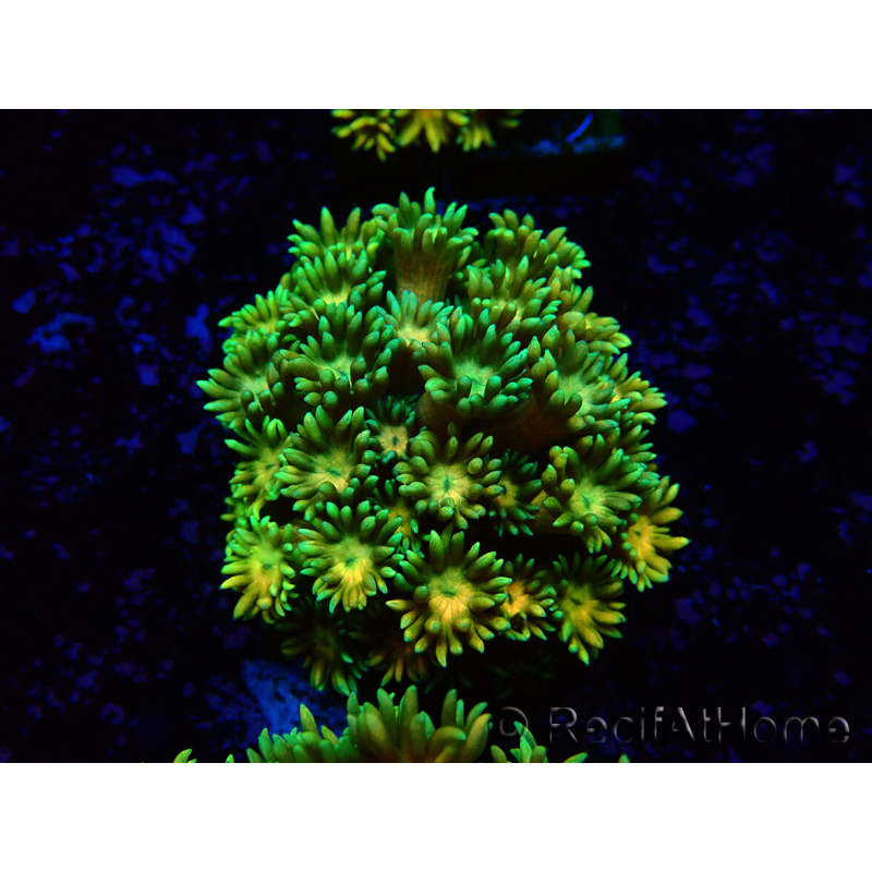 WYSIWYG Goniopora