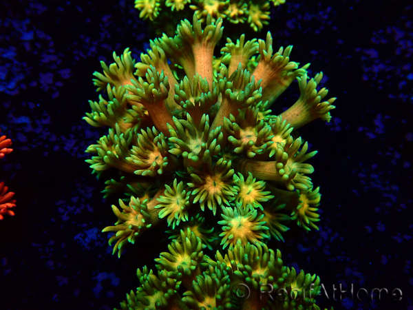 WYSIWYG Goniopora