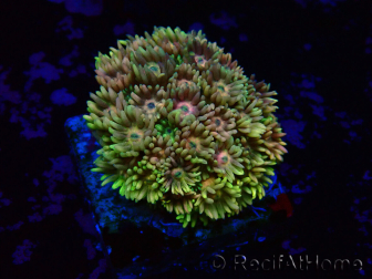 WYSIWYG Goniopora 9J1