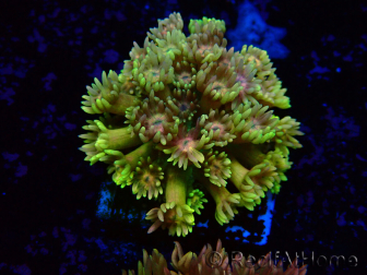 WYSIWYG Goniopora