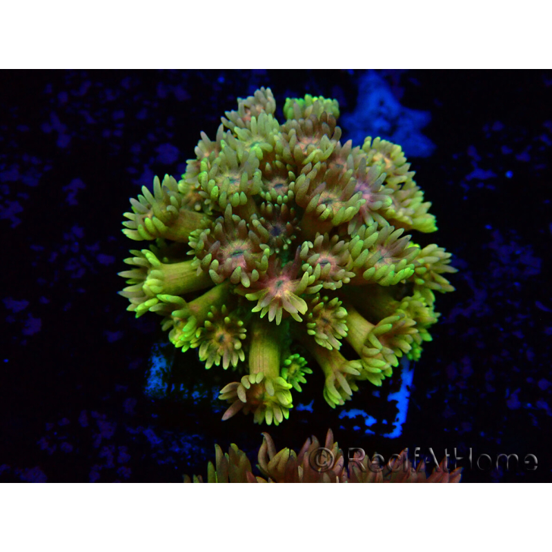 WYSIWYG Goniopora