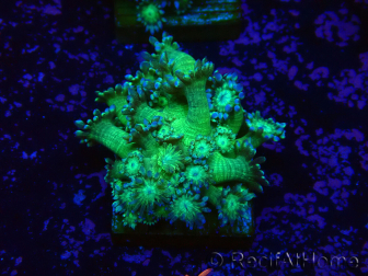WYSIWYG Goniopora