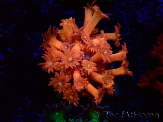 WYSIWYG Goniopora