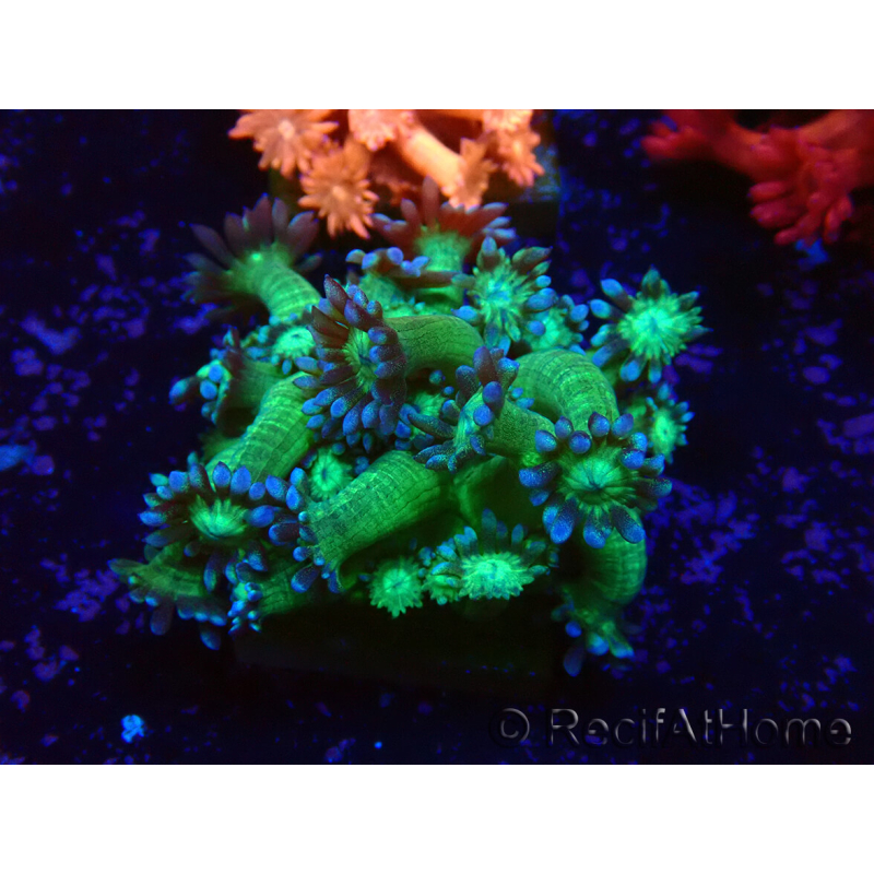 WYSIWYG Goniopora 9K5