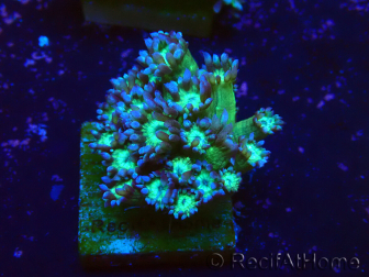 WYSIWYG Goniopora