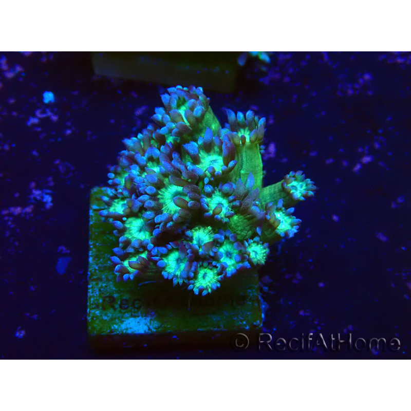 WYSIWYG Goniopora