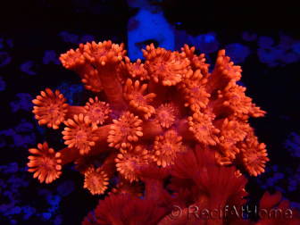 WYSIWYG Goniopora 9L1