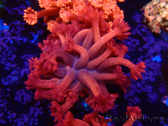 WYSIWYG Goniopora