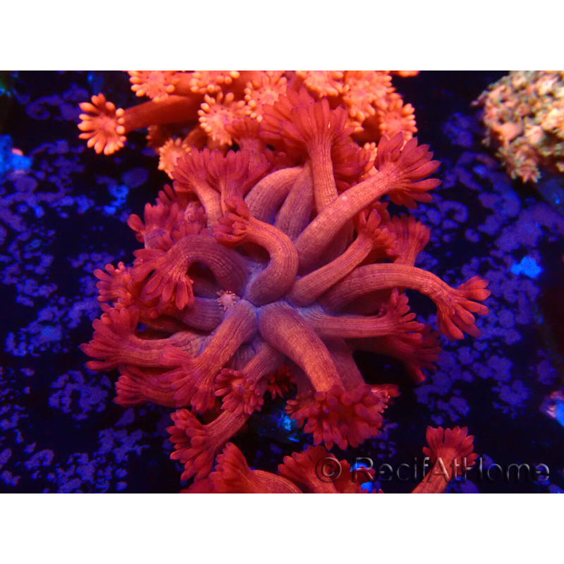 WYSIWYG Goniopora