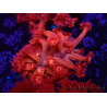WYSIWYG Goniopora 9L3
