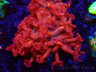 WYSIWYG Goniopora