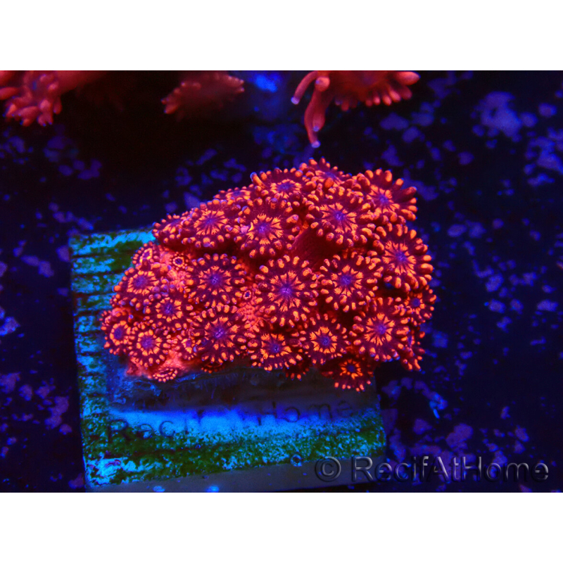WYSIWYG Goniopora