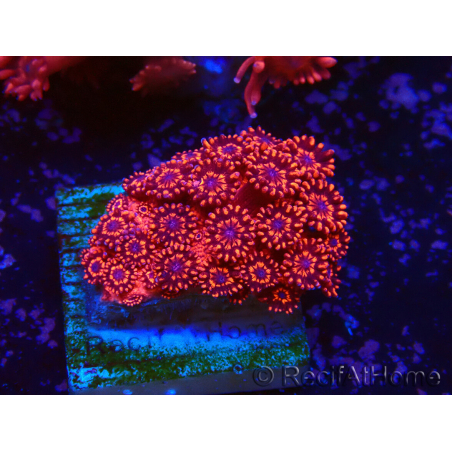 WYSIWYG Goniopora