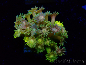 WYSIWYG Goniopora 9L6