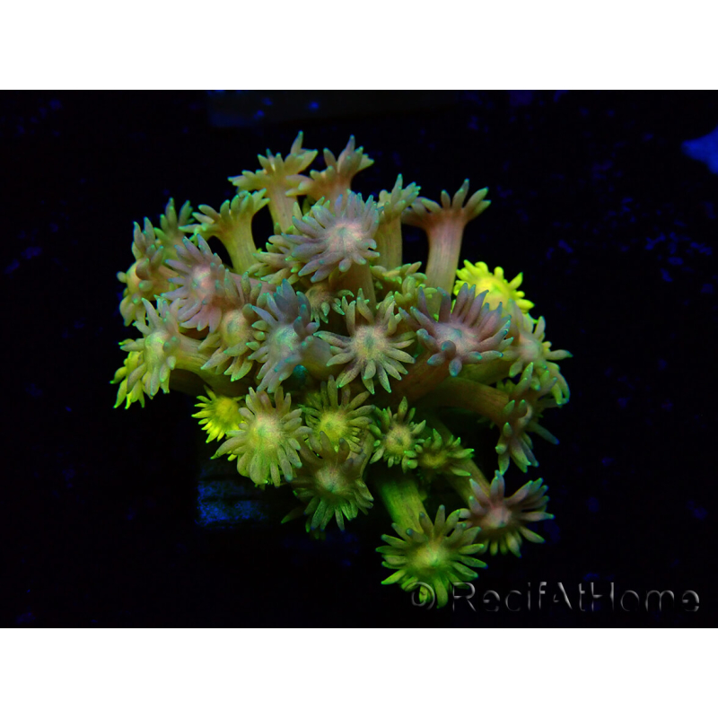 WYSIWYG Goniopora