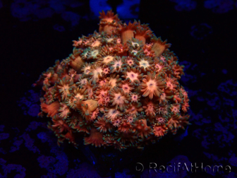 WYSIWYG Goniopora
