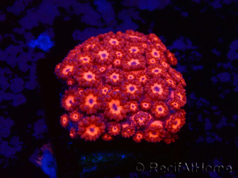 WYSIWYG Goniopora