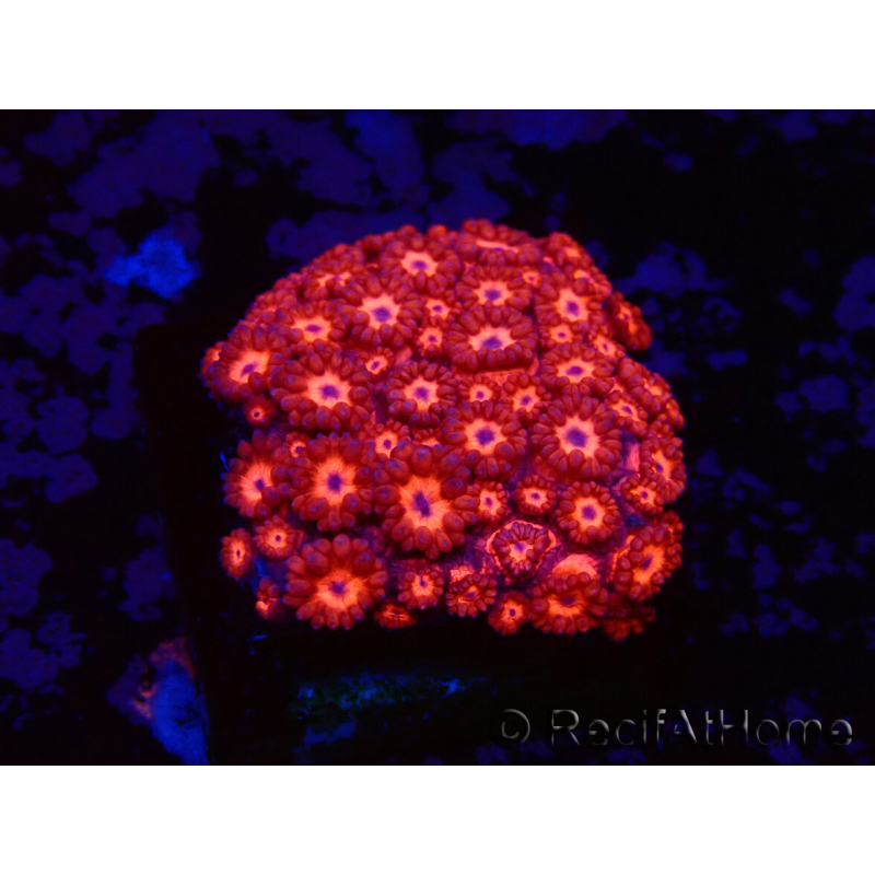 WYSIWYG Goniopora 9M2