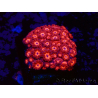 WYSIWYG Goniopora 9M2
