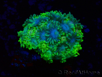 WYSIWYG Goniopora 9M3