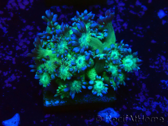 WYSIWYG Goniopora