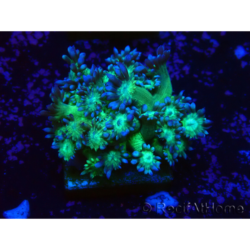 WYSIWYG Goniopora 9M5