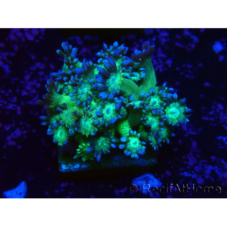 WYSIWYG Goniopora 9M5