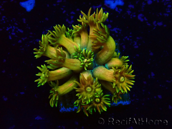 WYSIWYG Goniopora