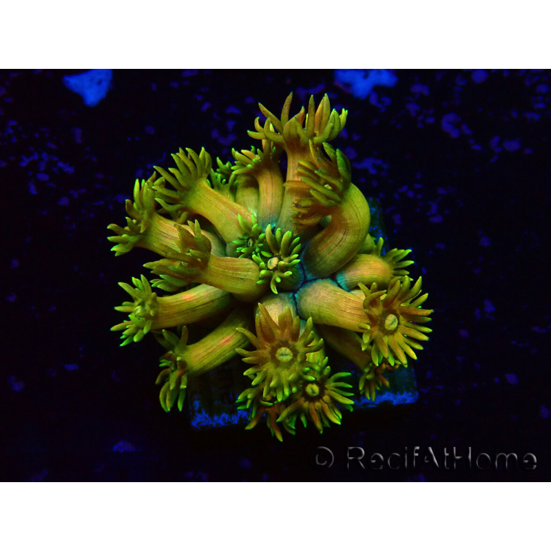 WYSIWYG Goniopora 9M6