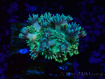 WYSIWYG Goniopora