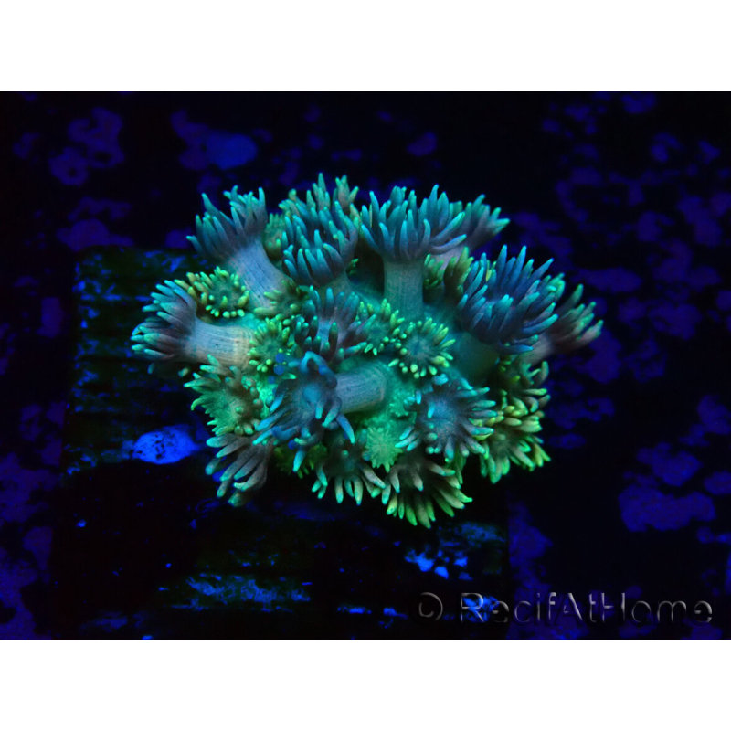 WYSIWYG Goniopora