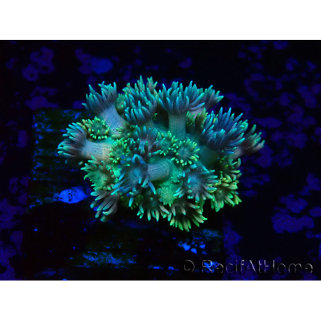 WYSIWYG Goniopora